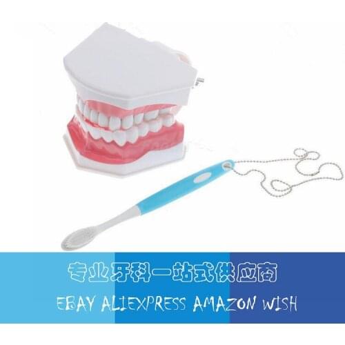 Dental lab instrument for Tooth Care child kid Dental Teaching Study Model Brushing Model with Tooth Brushing