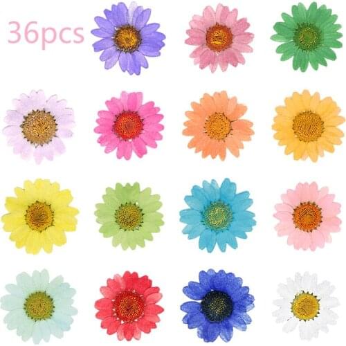 36pcs Pressed Press Dried Daisy Dry Flower Plants For Epoxy Resin Pendant Necklace Jewelry Making Craft DIY Accessories