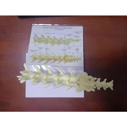 Dog Lumbar Intervertebral Disc Herniation Lateral Resection Dog Lumbar Spine Surgery