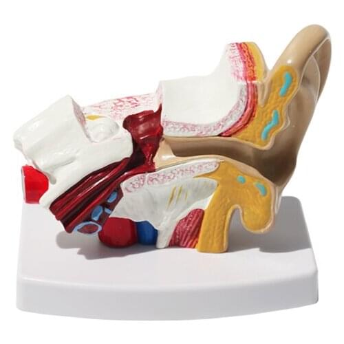 1.5X/3X Ear anatomical model human ear model 1.5/3 times magnification