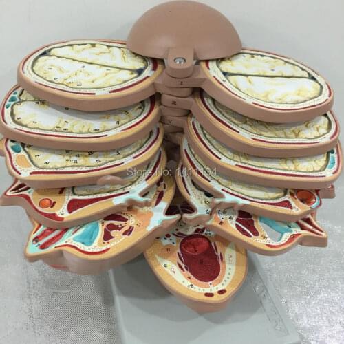 Free shipping&Human body, head and neck, sectional anatomy model, for medical education school