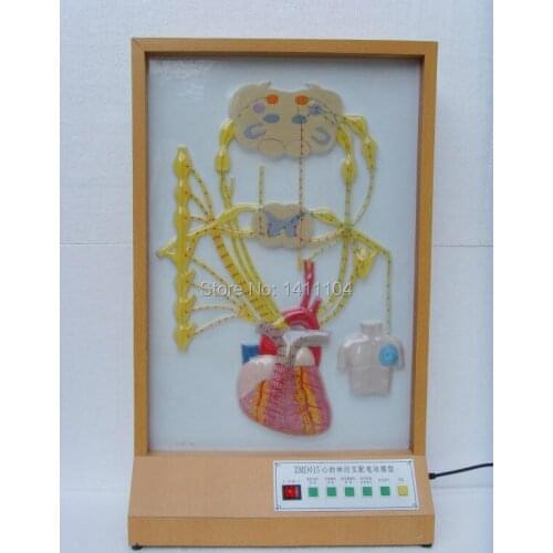 Free shipping&Neural innervation of the heart Electric anatomical model, the use of medical, neural models,Technology Museum