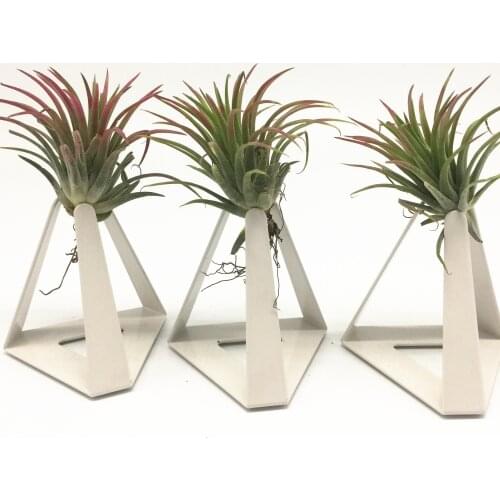 Pack of 3 Standing Air Plant Holders Air Plant Tillandsia Stands Air Plant Containers Tillandsia Holders