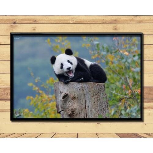 Giant Pandas Lovely And Valuable Animal (12) Wall Posters Prints Silk Art Painting For Home Wall Bedroom Decor