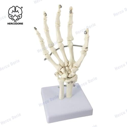 Human Hand Skeleton Model on Base | Skeleton with Articulated Joints | Portray Natural Movement of Human Hand | Life-Size Human