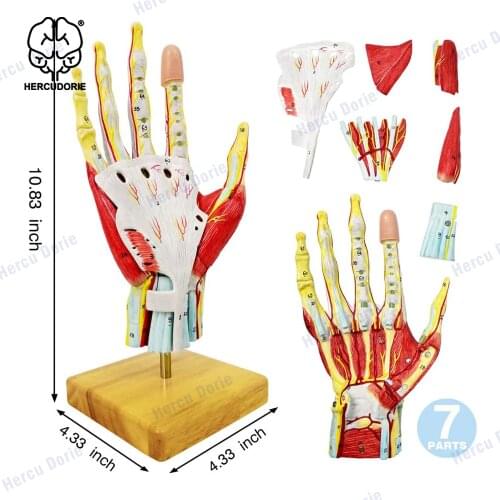 New Medical Anatomical Hand Skeleton Model W/ Muscles Ligaments Nerves and Blood Vessels, 7 Parts, Life Size, Magnetic Easy Moun