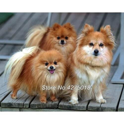Full square Diamond Embroidery"Pomeranian dog Pet Animal "5d DIY Diamond Painting cross Stitch with Drill Mosaic kits YG414