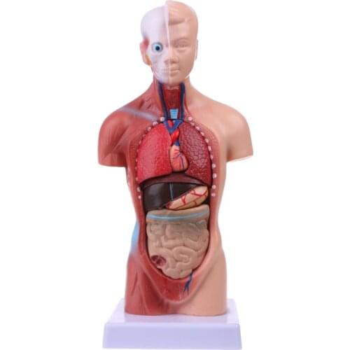 Human Torso Body Model Anatomy Anatomical Medical Internal Organs For Teaching