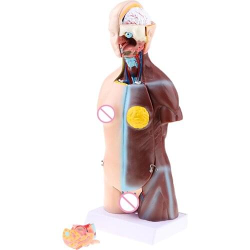 Dual-Sex Human Torso Body Anatomy Model Heart Brain Skeleton Medical Educational Hospital Lab Display 18 inch