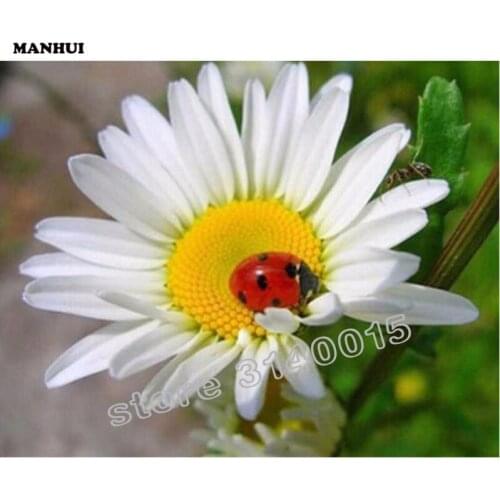 Diamond painting Chrysanthemum ladybug cross stitch Needlework 5D Spuare diamond embroidery resin diamond picture mosaic BEC046