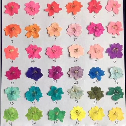 6pcs Pressed Dried Dyed Colorful Consolida Ajacis Flower Plants Herbarium For Jewelry Phone Case Postcard Bookmark Craft DIY