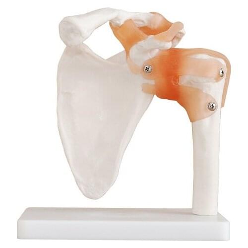 Life-Size Foot shoulder muscle hip knee elbow foot hand Joint human anatomical models feet joint model