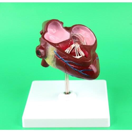 Dog Heart Model Pathology Anatomy Dog Heart Veterinarians Dog Canine Heart Anatomy Model Medical Teaching Anatomical Models