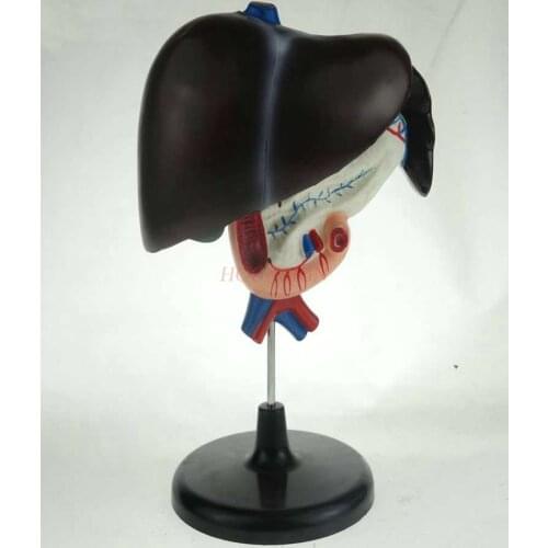 Liver duodenum pancreas model junior high school high school biological experimental equipment teaching instrument