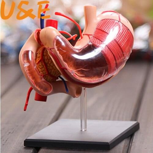 1X stomach anatomical model Human Anatomy model Solution structure human skeleton anatomical model