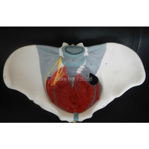 Female Pelvis,Female Pelvic Girdle With Pelvic Floor Muscle Nerve Model