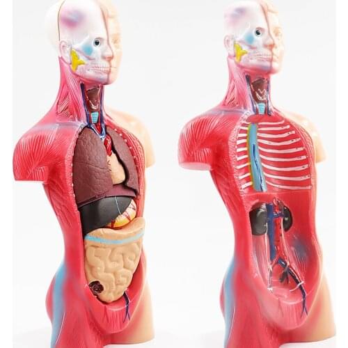 19 parts Human anatomy body structure heart internal organs brain model medical teaching organs torso 28cm