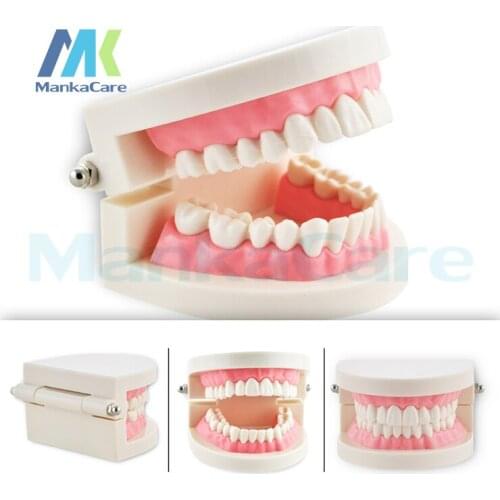 2 pcs Standard Tooth Teaching Giant Dental Dentist Teeth Child Kidtraining model Extractions of Medical Model tooth model
