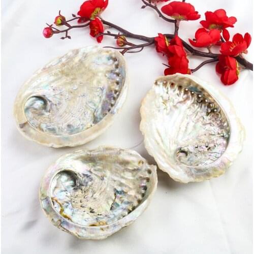 3 Sizes Natural South African Abalone Shell Beach Home Nautical Decor Seashell Soap Holder Restaurant Aquarium Landscaping Craft