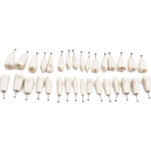 32pcs Teeth for Dental Model ADC Standard Teaching Demonstration Soft Gum
