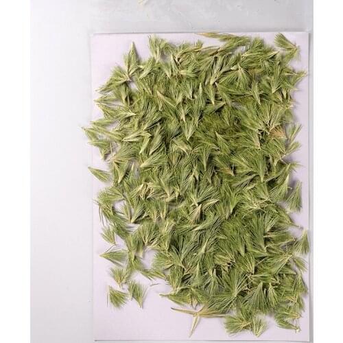 250pcs Pressed Dried Flower Green Grass Herbarium For Nail Art Jewelry Bookmark Phone Case Invitation Card DIY