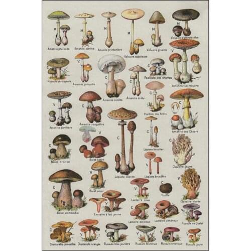 Paleobios Plant Retro Poster Flower Animal Insect Butterfly Mushrooms Canvas Painting Wall Art Canvas Oil Painting Home Decor