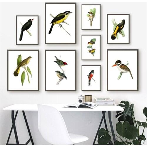 Vintage Birds Wall Art Poster Colored Tropical Birdseed Canvas Prints Songbird Fabric Illustration Artwork
