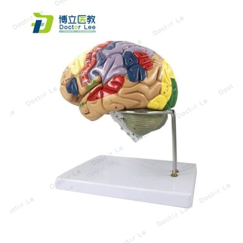 4parts Magnified 2 Times Human Brain Anatomical Model Brain Function with Marked Teaching Brain Cortex
