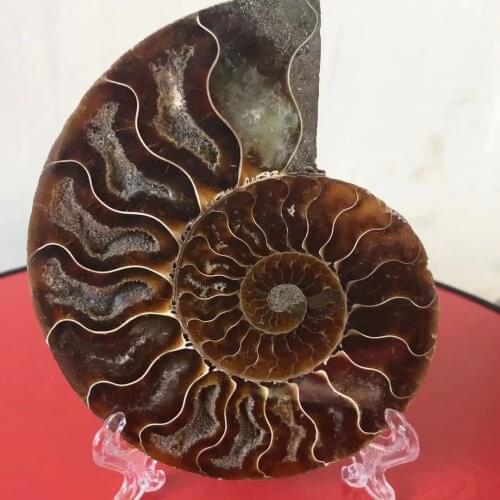1pcs madagascar fossils iridescent ammonite natural stones and minerals specimen+stand