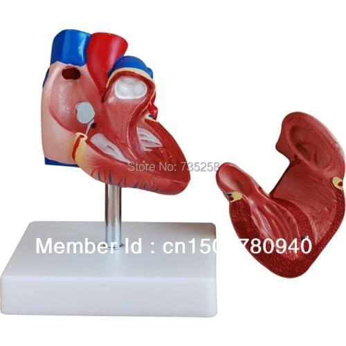 Heart Model,1:1 Model Heart Anatomy,Natural Big Heart Model