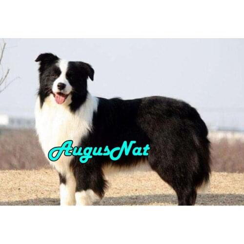 Border colli diamond painting full square dog daimont embroidery picture diamant mosaic stickers animals diamand art stitch new