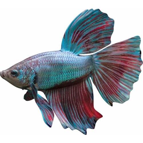 Lovely Car Stickers Decor Motorcycle Decals Betta Fish Decorative Accessories Creative Sunscreen Waterproof PVC,13cm*12cm