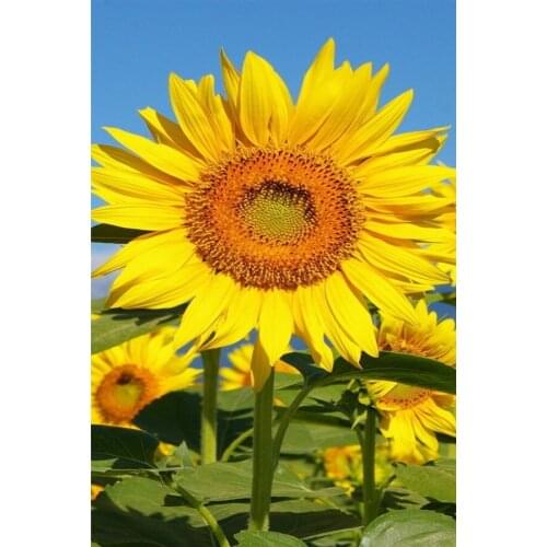 5d diamond painting Flowers Rose Purple Daisies full square diamond embroidery Cross stitch rhinestones Wedding decoration