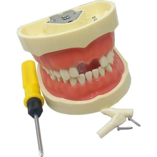 1pcs Dental Teaching Model Demonstration Tooth Model With Removable 32pcs /28pcs Teeth