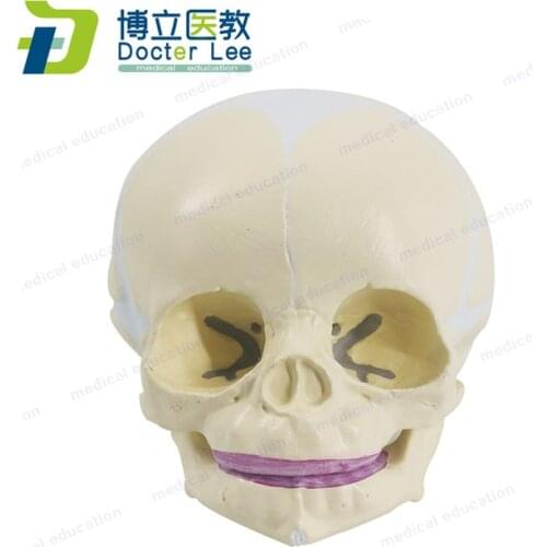 Human Foetal Skull Model Plasitc Baby Skeleton Skull Model for Medical Science Students Learning