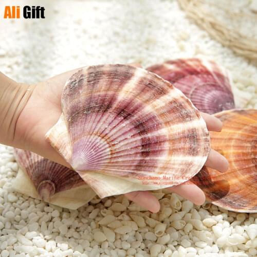 Natural Shell Conch Mediterranean Ocean Beach Aquarium Fish Tank Decoration Painting Graffiti Scallops Decoration Craft Ornament