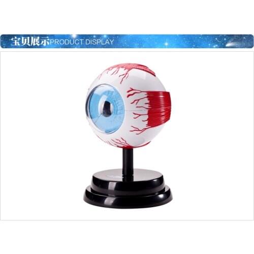 Science experiment Human Medicine eye model set free shipping