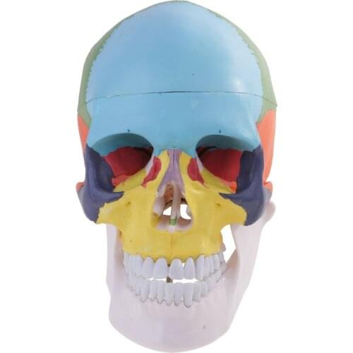 Human Head Skeleton Model 3 Parts Removable Skull Anatomical Model for School Teaching Tool Learning Display Lab Supplies