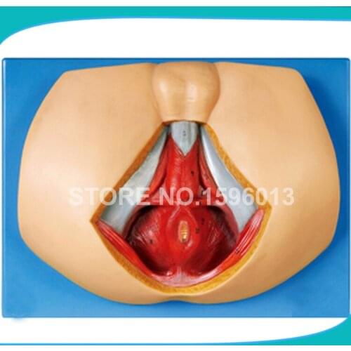 Advanced Male Perineum model, Anatomical Reproductive Organ Model