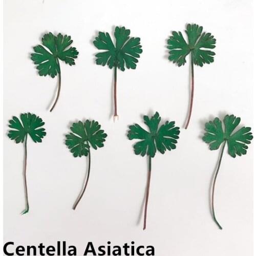 Centella Specimen Dried Flower Diy Handmade Embossed Mobile Phone Case Accessories