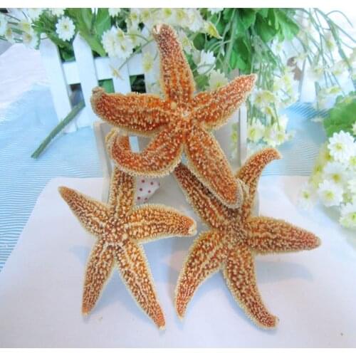 Natural conch shell 6 - 9 natural sea star wall poster crafs natural starfish