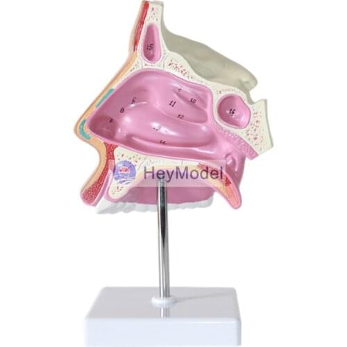 HeyModel Normal nasal model Size 1:1