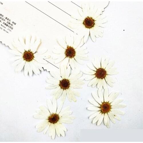 40pcs Pressed Dried White Pericallis Hybrida Flower Plant Herbarium Jewelry Postcard Invitation Card Phone Case Bookmark DIY