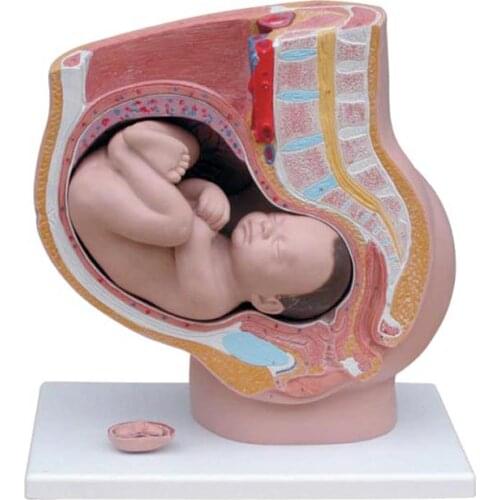 Medical teaching model Physiological anatomy of female pelvis model, fetal model 4-part pelvis, female pelvis model vterus