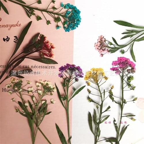 Dried Flower Pressed Flower DIY Handmade Pressed Flower Painting Bookmark Photo Frame Jewelry Material