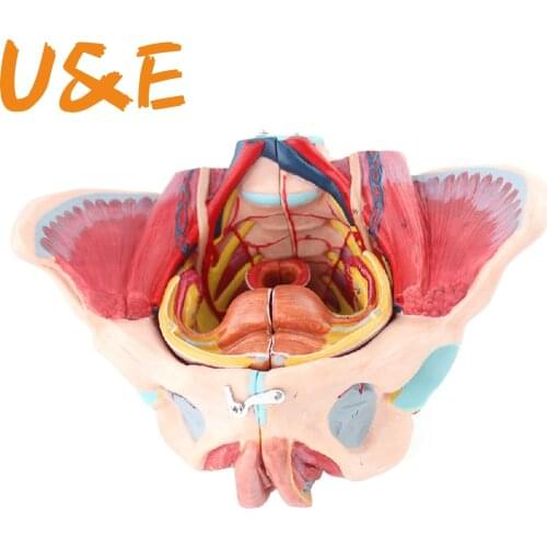 PVC Female pelvis with pelvic floor muscle and nerve model with lumbar pelvis bone anatomy pelvic genital model Pelvic