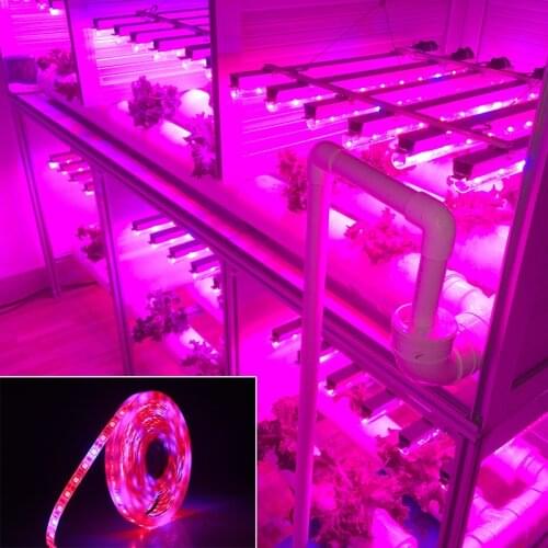 Full Spectrum LED Grow Lights 5 Meters LED Grow Strip Lights SMD 5050 300 LEDs Fitolampy Bulb DC 12V For Plants Seeds Growing