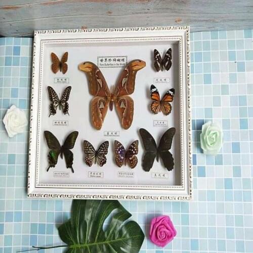 1 set of 9 pcs Real Specimen butterfly specimen photo frame craft gift home decoration decoration home decoration