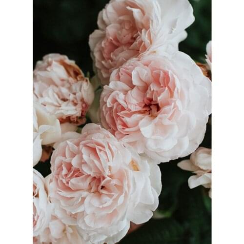 Flower Rose DIY Cross Stitch 11CT Embroidery Kits Craft Needlework Set Cotton Thread Printed Canvas Home Decoration On Sale