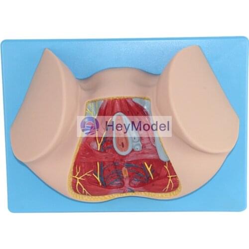 HeyModel Female perineal model anal triangle female genital mutilation